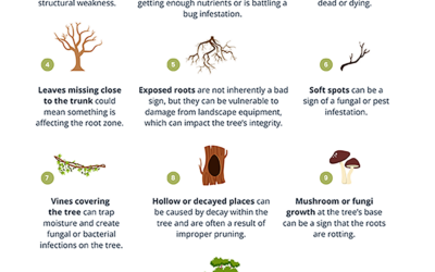 Ten Signs a Tree May Fall On Your House
